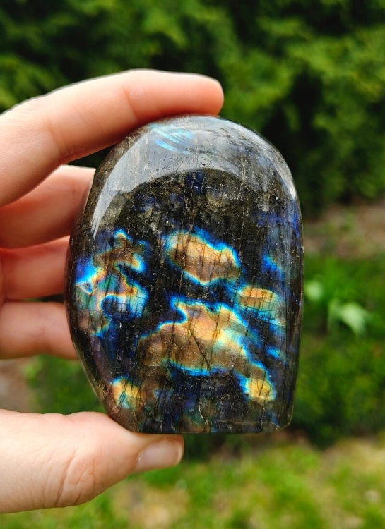 LABRADORYT1 (3).jpg