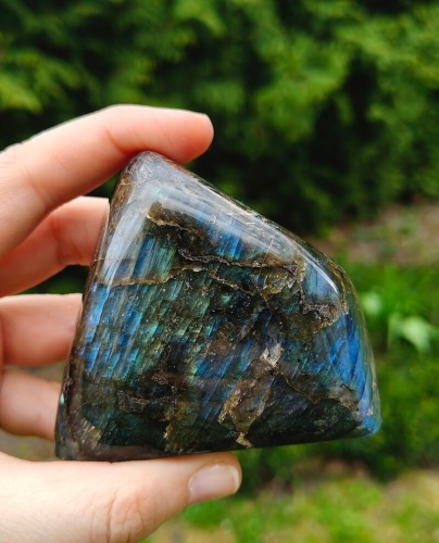 LABRADORYT1 (1).jpg